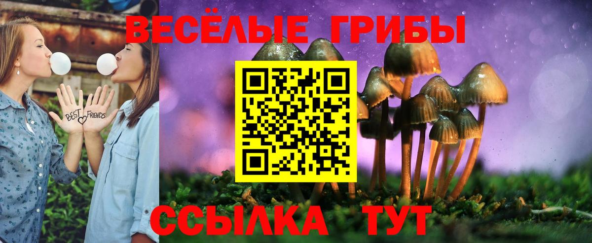 Псилоцибиновые грибы Psilocybe Губаха